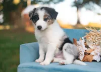 Suede, a male Border Collie for sale in Springfield, MO – 6 of 9