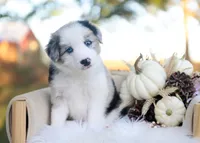 Sage, a male Border Collie for sale in Springfield, MO – 5 of 5