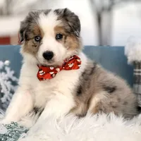 Aurora, a female Border Collie for sale in Springfield, MO – Photo 7 of 10