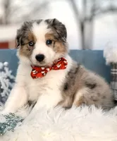 Aurora, a female Border Collie for sale in Springfield, MO – Photo 7 of 10