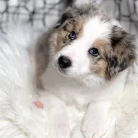 Aurora, a female Border Collie for sale in Springfield, MO – Photo 1 of 10