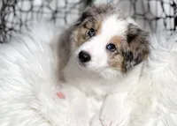 Aurora, a female Border Collie for sale in Springfield, MO – Photo 1 of 10