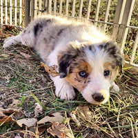 Aurora, a female Border Collie for sale in Springfield, MO – Photo 6 of 10