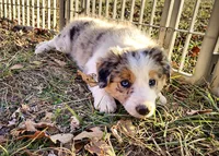 Aurora, a female Border Collie for sale in Springfield, MO – Photo 6 of 10