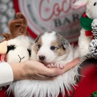Aurora, a female Border Collie for sale in Springfield, MO – Photo 9 of 10