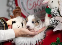Aurora, a female Border Collie for sale in Springfield, MO – Photo 9 of 10