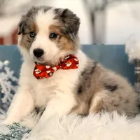 Aurora, a female Border Collie for sale in Springfield, MO – Photo 8 of 10