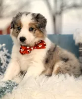 Aurora, a female Border Collie for sale in Springfield, MO – Photo 8 of 10