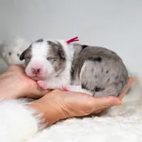 Aurora, a female Border Collie for sale in Springfield, MO – Photo 10 of 10