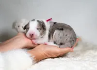 Aurora, a female Border Collie for sale in Springfield, MO – Photo 10 of 10