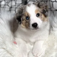 Aurora, a female Border Collie for sale in Springfield, MO – Photo 2 of 10