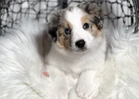 Aurora, a female Border Collie for sale in Springfield, MO – Photo 2 of 10