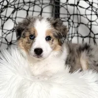 Aurora, a female Border Collie for sale in Springfield, MO – Photo 3 of 10