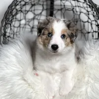 Aurora, a female Border Collie for sale in Springfield, MO – Photo 4 of 10