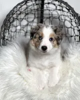 Aurora, a female Border Collie for sale in Springfield, MO – Photo 4 of 10