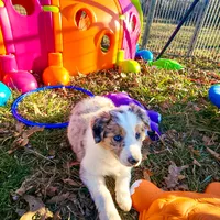 Aurora, a female Border Collie for sale in Springfield, MO – Photo 5 of 10