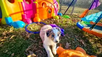 Aurora, a female Border Collie for sale in Springfield, MO – Photo 5 of 10