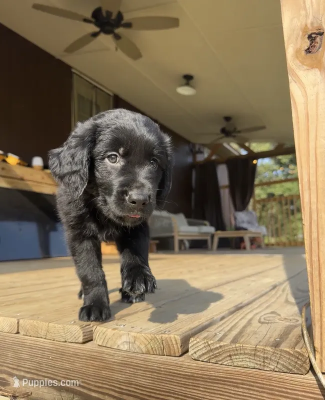 Pink Girl – Great Pyrenees, Golden Retriever puppy for sale in Fayetteville, AR