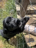 Blue Girl, a female Great Pyrenees and Golden Retriever for sale in Fayetteville, AR – 2 of 10