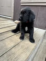 Red Boy, a male Great Pyrenees and Golden Retriever for sale in Fayetteville, AR – 5 of 10