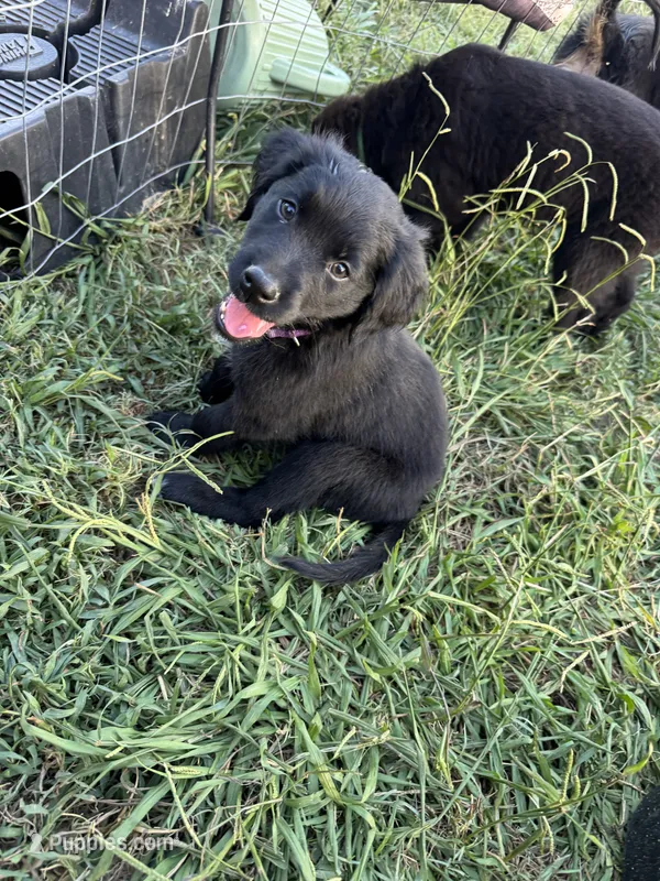 Purple girl – Great Pyrenees, Golden Retriever puppy for sale in Fayetteville, AR