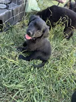 Purple girl, a female Great Pyrenees and Golden Retriever for sale in Fayetteville, AR – 1 of 7