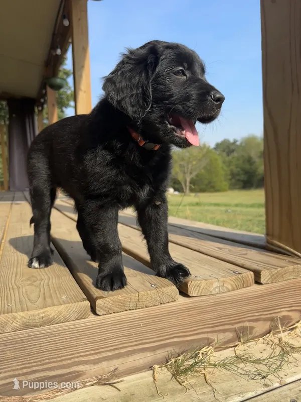 Orange Girl – Great Pyrenees, Golden Retriever puppy for sale in Fayetteville, AR