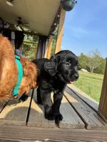 Orange Girl, a female Great Pyrenees and Golden Retriever for sale in Fayetteville, AR – 5 of 9
