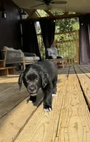 Pink Girl, a female Great Pyrenees and Golden Retriever for sale in Fayetteville, AR – 6 of 10