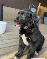Pink Girl, a female Great Pyrenees and Golden Retriever for sale in Fayetteville, AR – 2 of 10