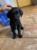 Purple girl, a female Great Pyrenees and Golden Retriever for sale in Fayetteville, AR – 4 of 7