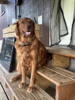 Moon, a female Great Pyrenees and Golden Retriever for sale in Fayetteville, AR – 7 of 9
