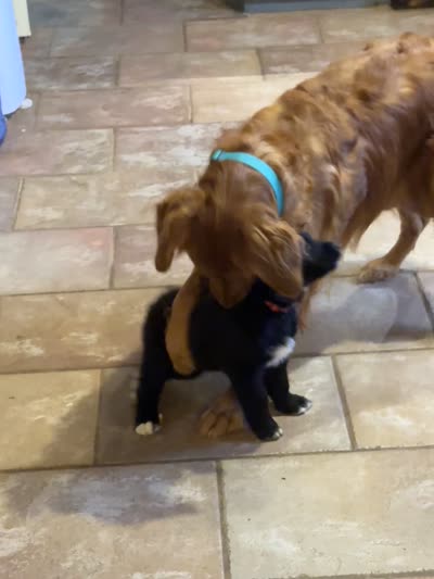 Pink Girl, a female Great Pyrenees and Golden Retriever for sale in Fayetteville, AR – 10 of 10