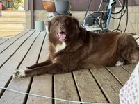 Purple girl, a female Great Pyrenees and Golden Retriever for sale in Fayetteville, AR – 5 of 7