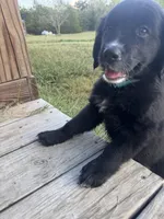 Moon, a female Great Pyrenees and Golden Retriever for sale in Fayetteville, AR – 3 of 9