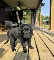 Orange Girl, a female Great Pyrenees and Golden Retriever for sale in Fayetteville, AR – 6 of 9