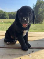 Yellow Boy, a male Great Pyrenees and Golden Retriever for sale in Fayetteville, AR – 4 of 10