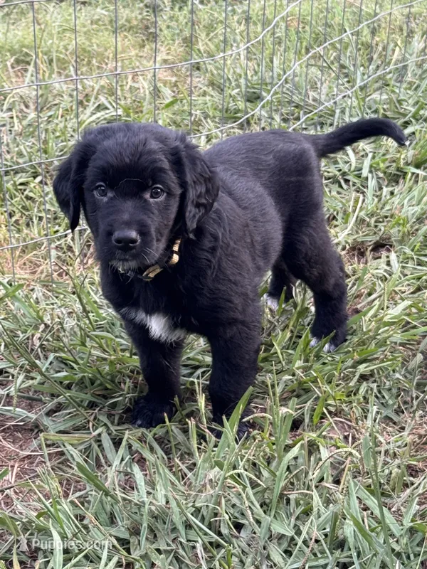 Yellow Boy, a male Great Pyrenees and Golden Retriever for sale in Fayetteville, AR – 1 of 10