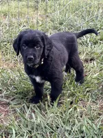 Yellow Boy, a male Great Pyrenees and Golden Retriever for sale in Fayetteville, AR – 1 of 10