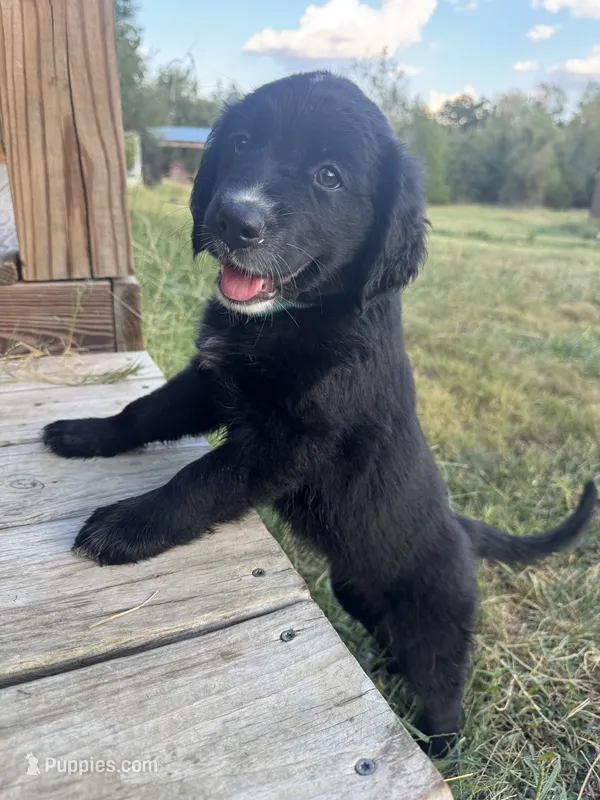 Moon – Great Pyrenees, Golden Retriever puppy for sale in Fayetteville, AR