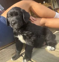 Pink Girl, a female Great Pyrenees and Golden Retriever for sale in Fayetteville, AR – 7 of 10