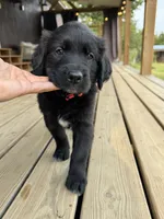 Red Boy, a male Great Pyrenees and Golden Retriever for sale in Fayetteville, AR – 2 of 10