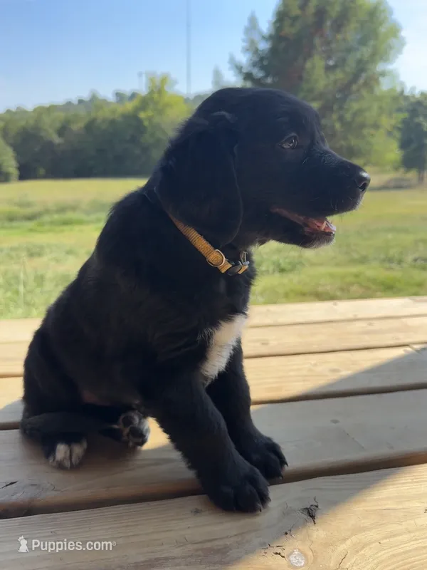 Yellow Boy – Great Pyrenees, Golden Retriever puppy for sale in Fayetteville, AR