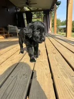 Orange Girl, a female Great Pyrenees and Golden Retriever for sale in Fayetteville, AR – 4 of 9