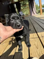 Yellow Boy, a male Great Pyrenees and Golden Retriever for sale in Fayetteville, AR – 5 of 10