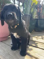 Yellow Boy, a male Great Pyrenees and Golden Retriever for sale in Fayetteville, AR – 6 of 10