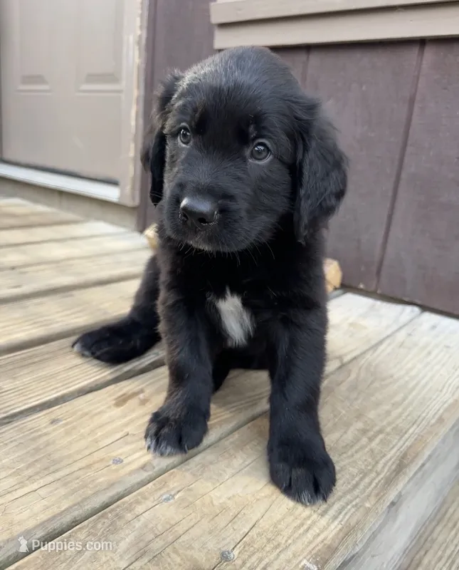 Red Boy – Great Pyrenees, Golden Retriever puppy for sale in Fayetteville, AR