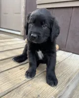 Red Boy, a male Great Pyrenees and Golden Retriever for sale in Fayetteville, AR – 1 of 10