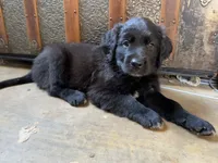 Red Boy, a male Great Pyrenees and Golden Retriever for sale in Fayetteville, AR – 4 of 10