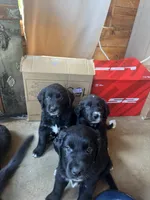 Moon, a female Great Pyrenees and Golden Retriever for sale in Fayetteville, AR – 5 of 9